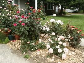 A front yard rose garden?